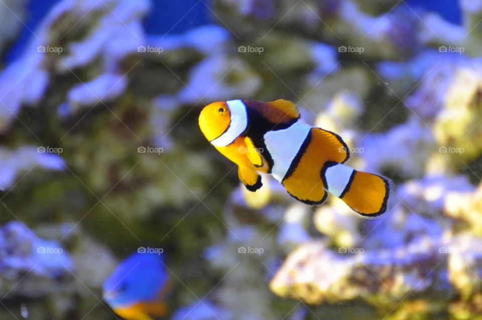 Nemo the clown fish