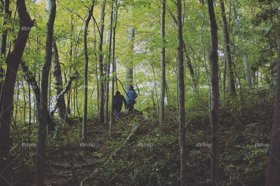 A forest at the beginning of spring