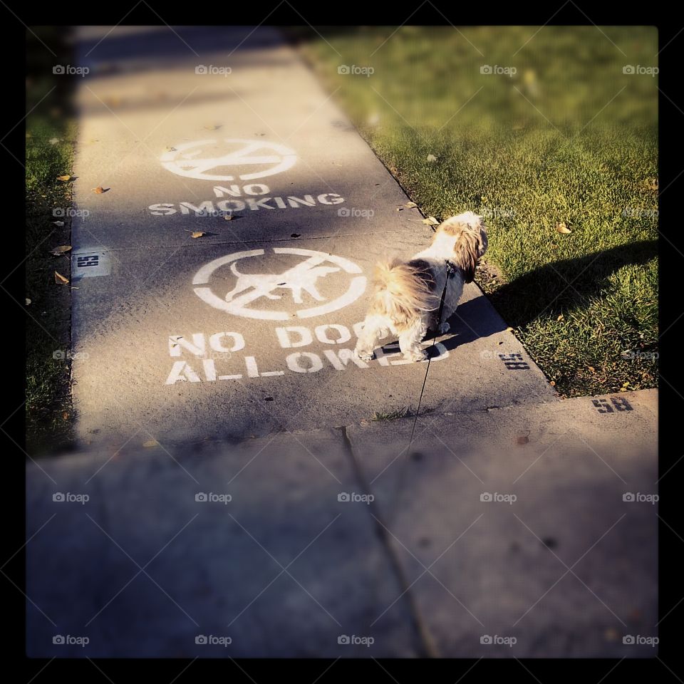 a dog standing on a walkway that indicates "no dogs allowed"