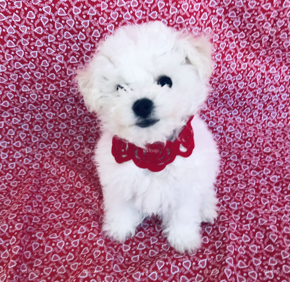 Loving. Valentines pooch! Tiny baby Bichon. Furry white puppy with black eyes & nose. Looking right at viewer. 