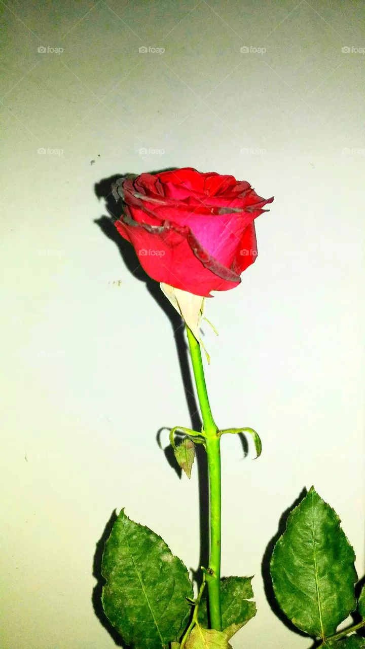 Mister Lincoln red rose