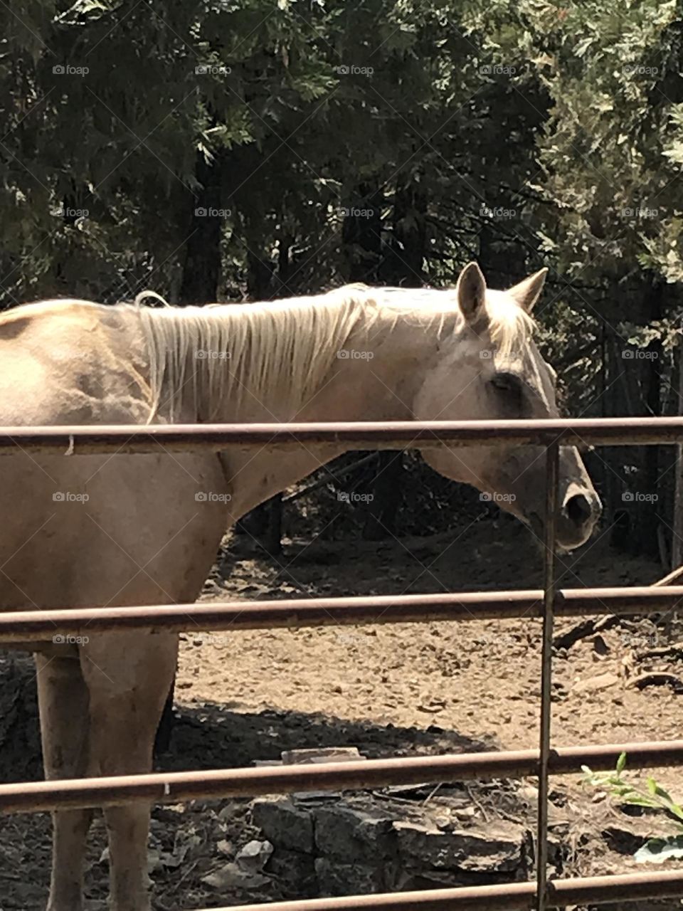 A horse posing for a photo shoot in the corral. The animal looks as magnificent as God made it.