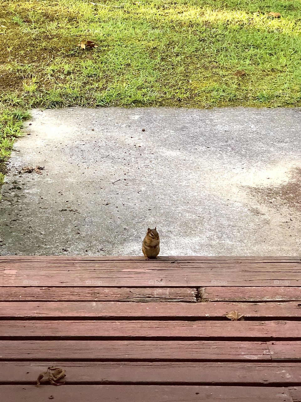 Chipmunk sitting on front porch looking at front door 