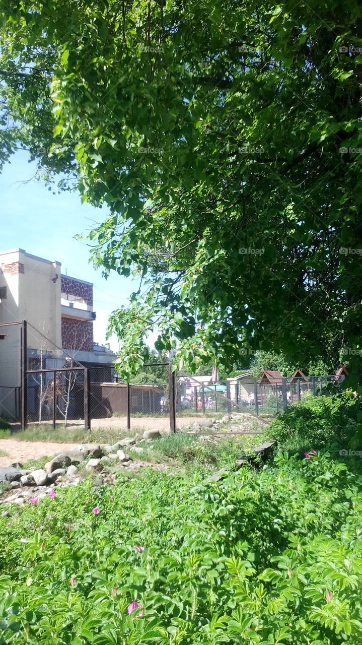 Giraffe. Leningrad zoo.