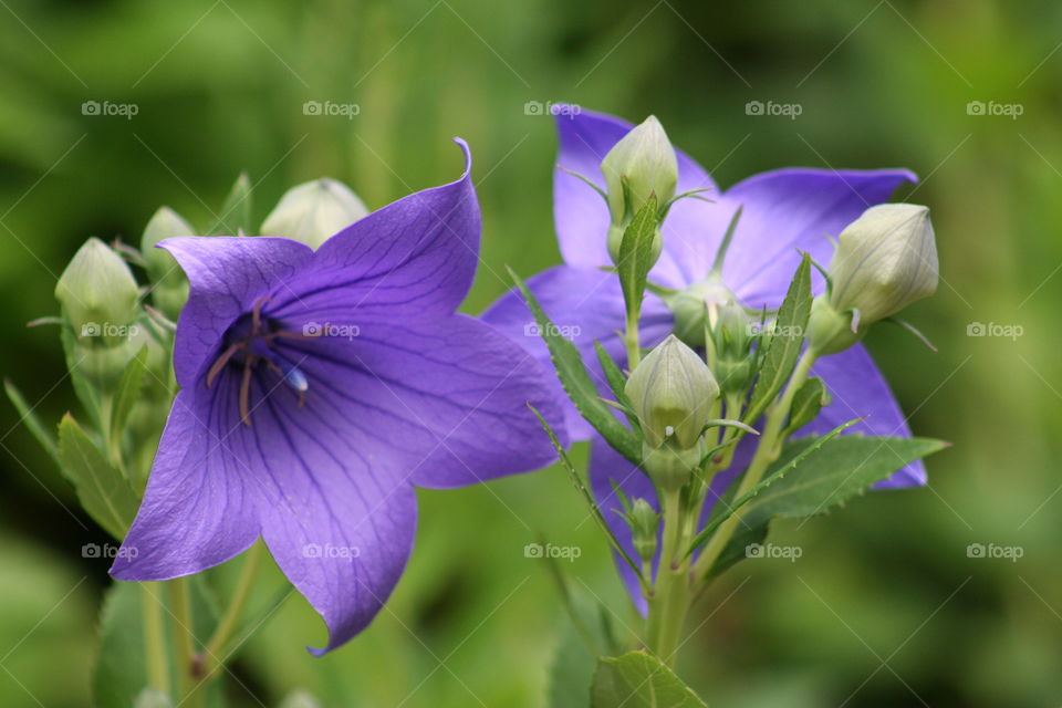 Balloon flowers