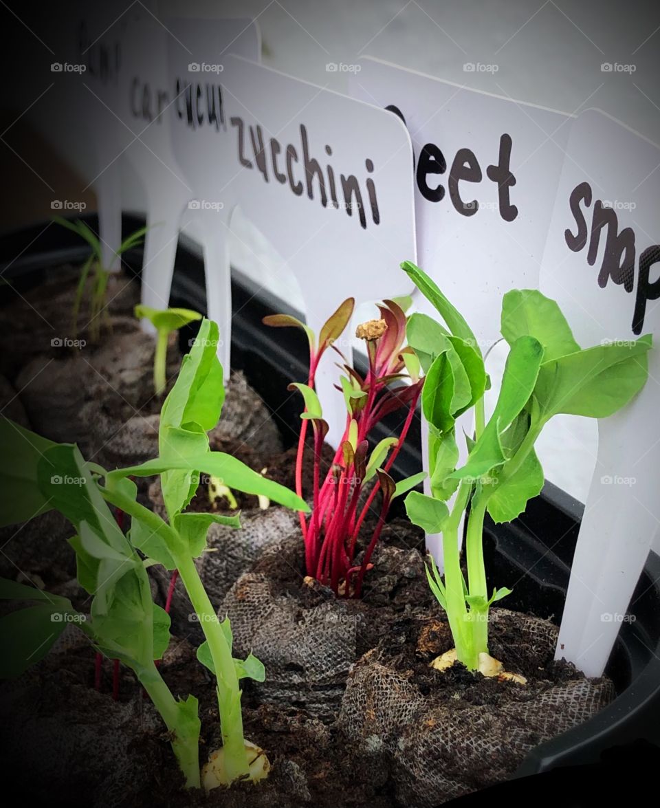 A seedling box begins to show signs of spring with the sprouting of various young plants