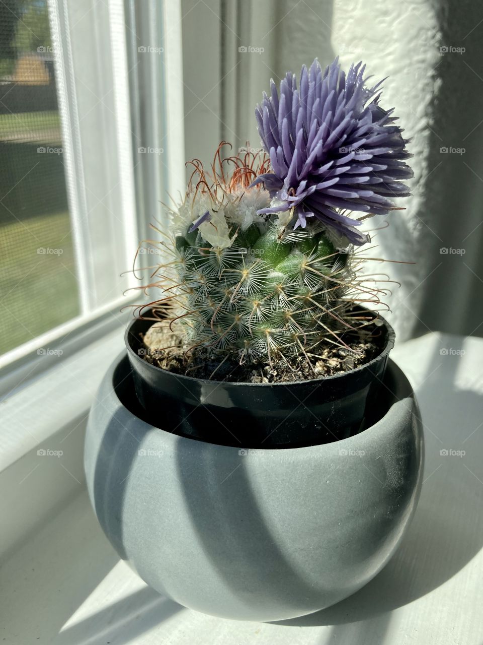 Cactus sitting on sunny window sill