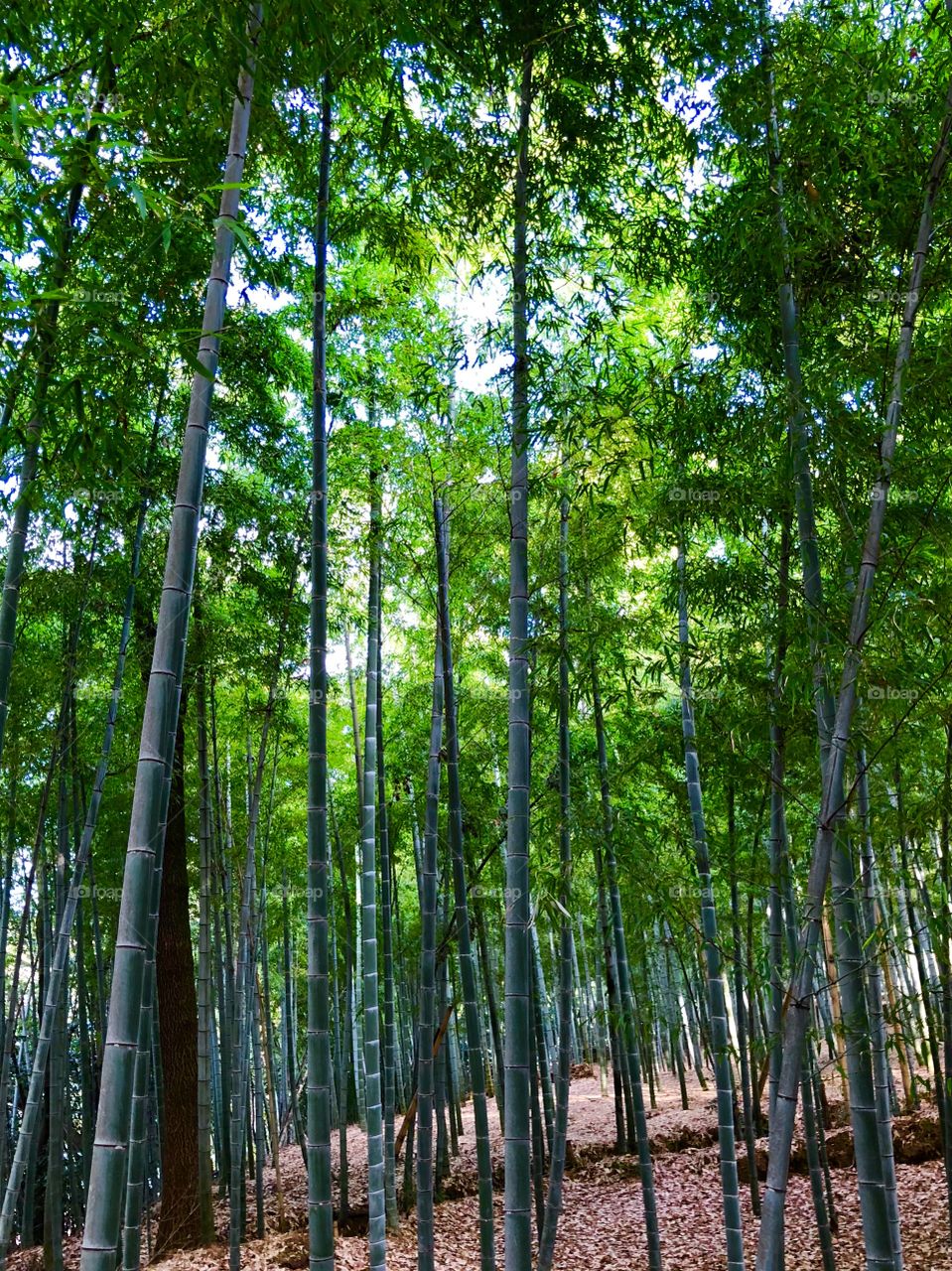 bamboo forest