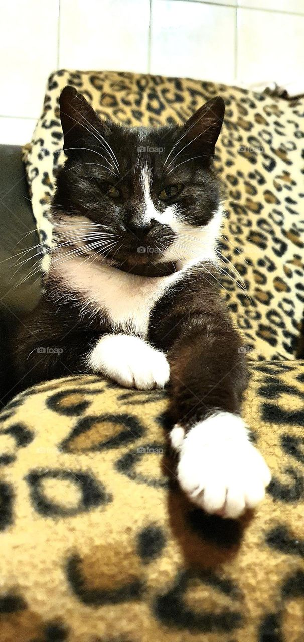 ❤️‍🩹🇲🇩🐈‍⬛