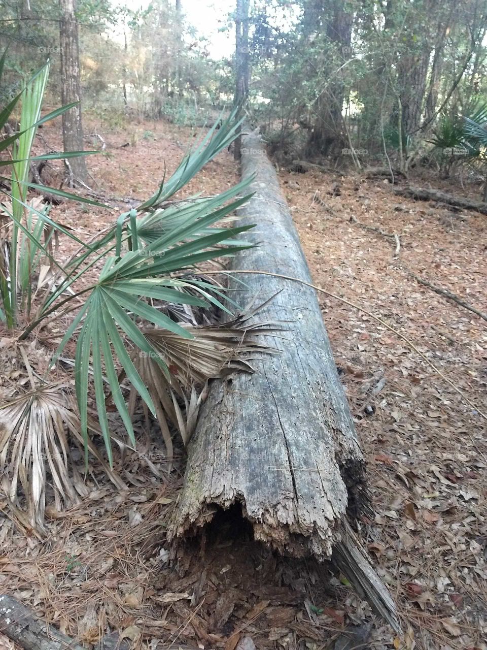 Old log in the woods