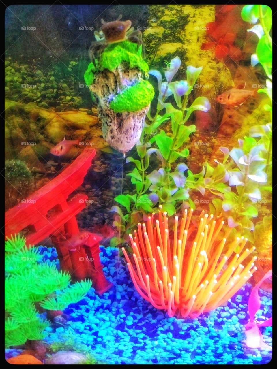 Mr crab on a floating rock 3