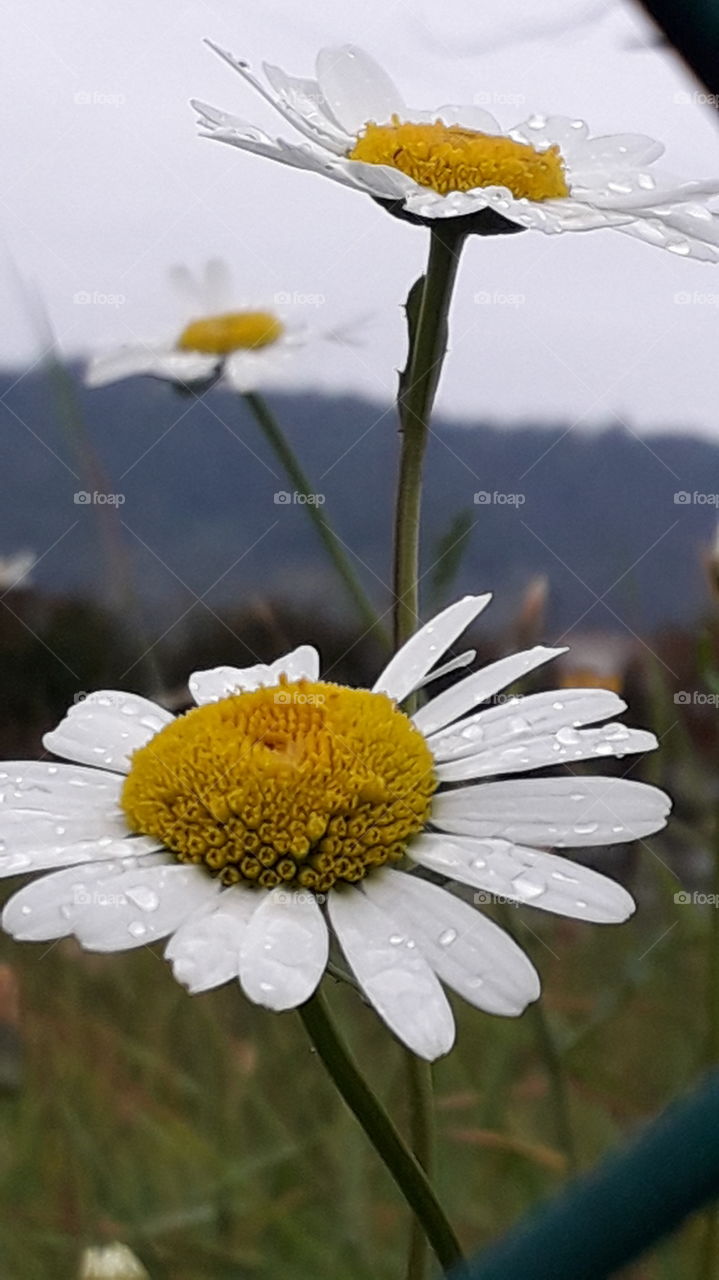 raindrops on the daisies