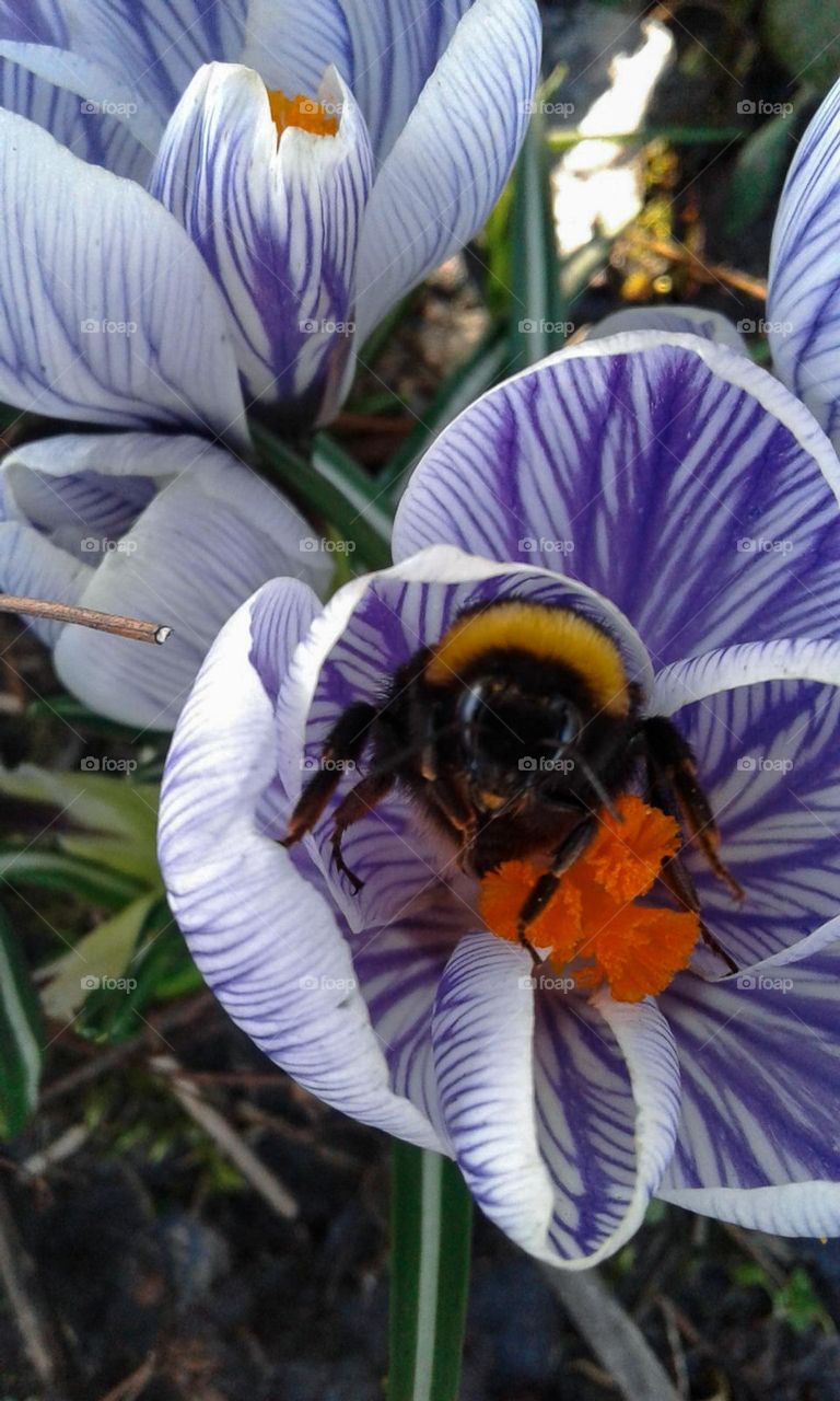 A bumblebee is sitting in a purple flower