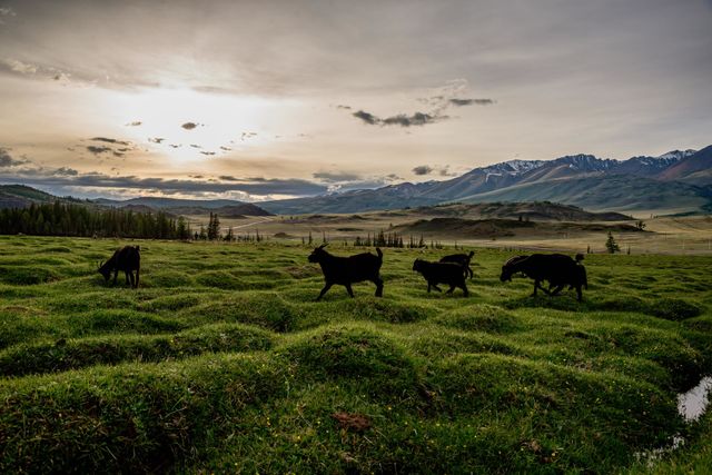 Black goats walk on a green hilly field against the backdrop of snowy mountains at sunset