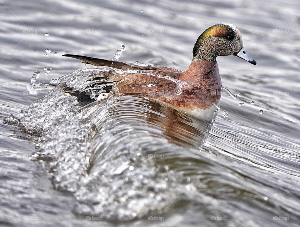 Widgeon surfing