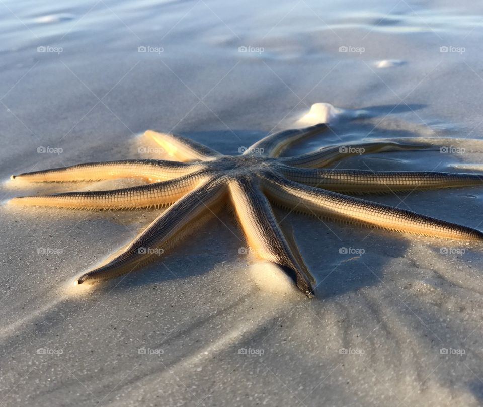 Sunrise starfish!