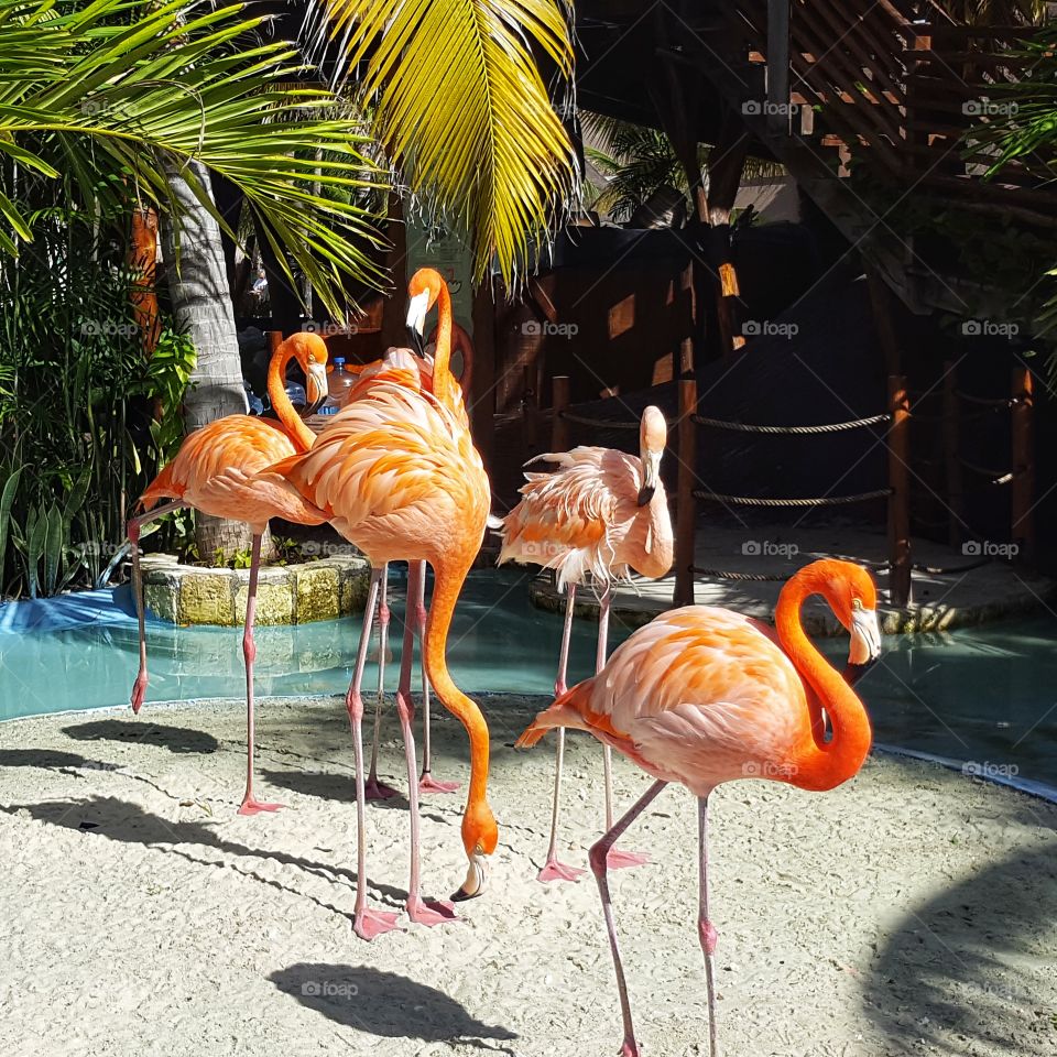 Four Pink Flamingos Standing On A Tropical Island