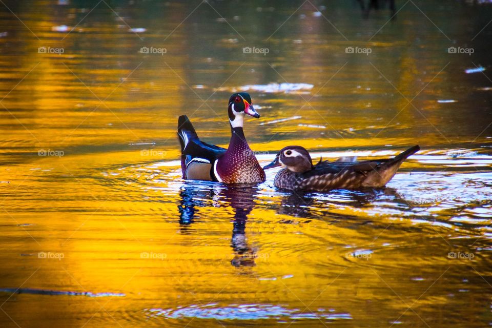 Couple of wood ducks on a lake in a sunset