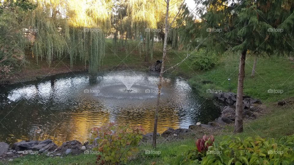 Pond