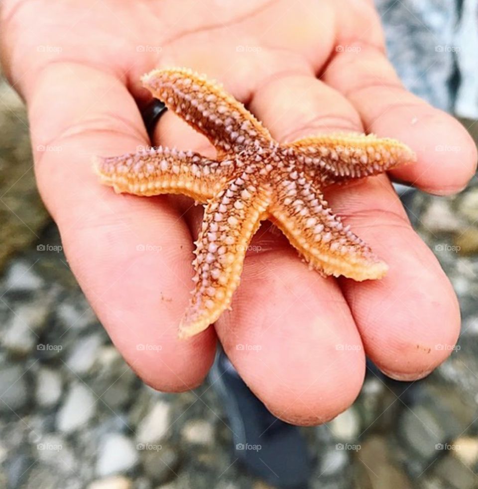 Star of the Show - Treasures from Under the Sea: Bar Harbor Maine, Cadillac Mountain