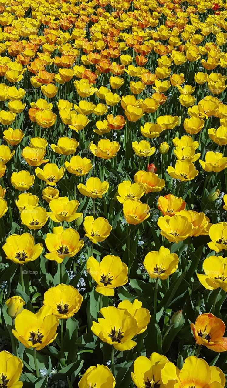 Beautiful yellow tulips field. Multiverse.
