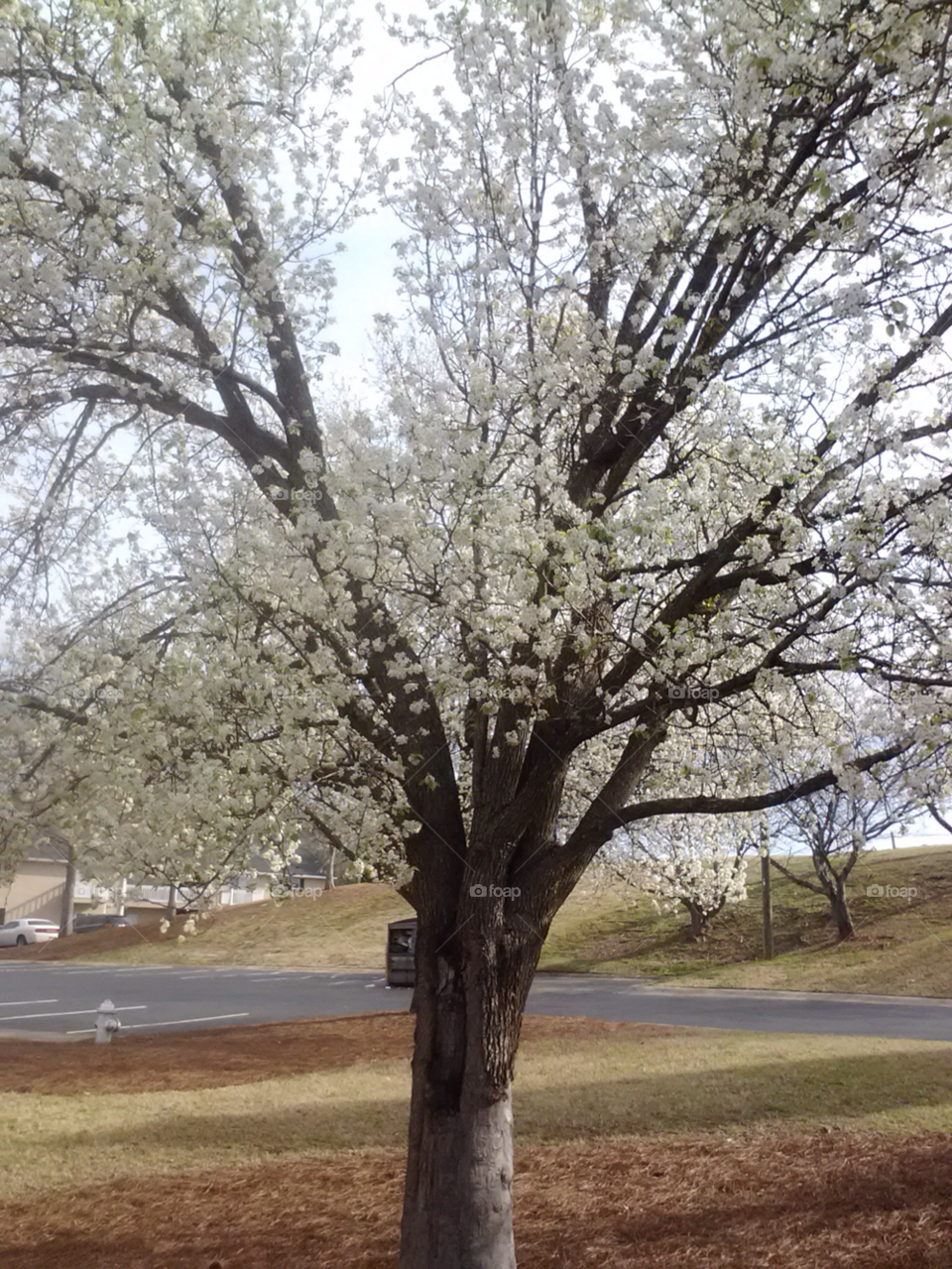 spring tree in bloom by briwnskin371