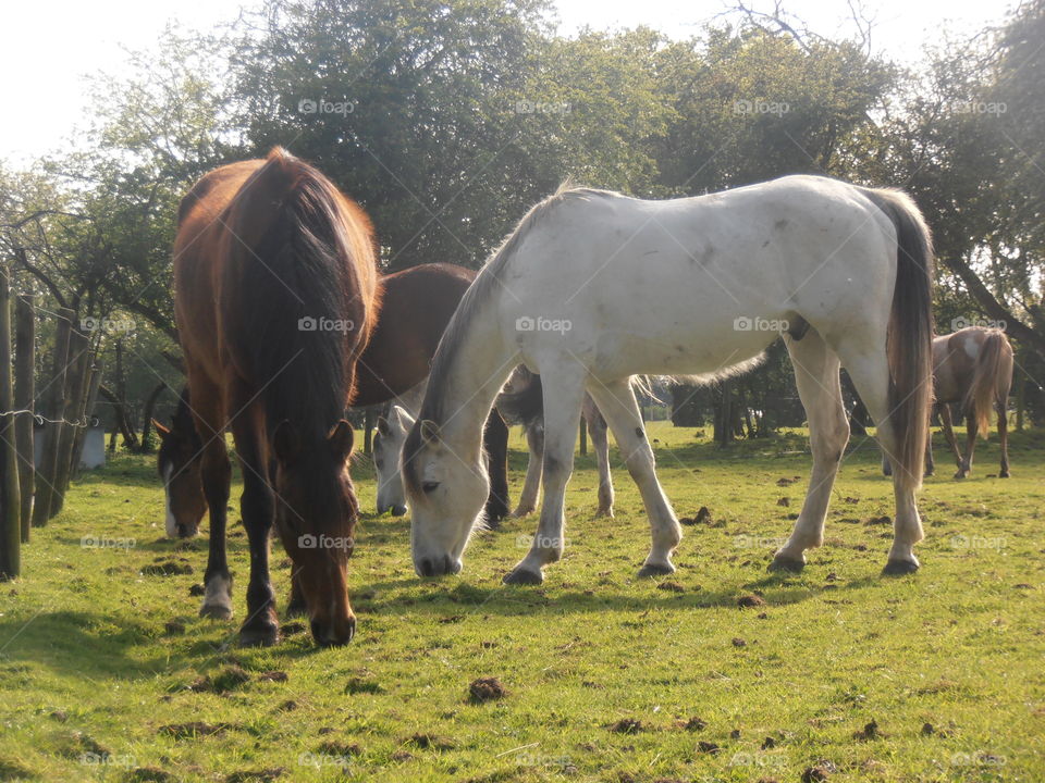 Brown And White Horses