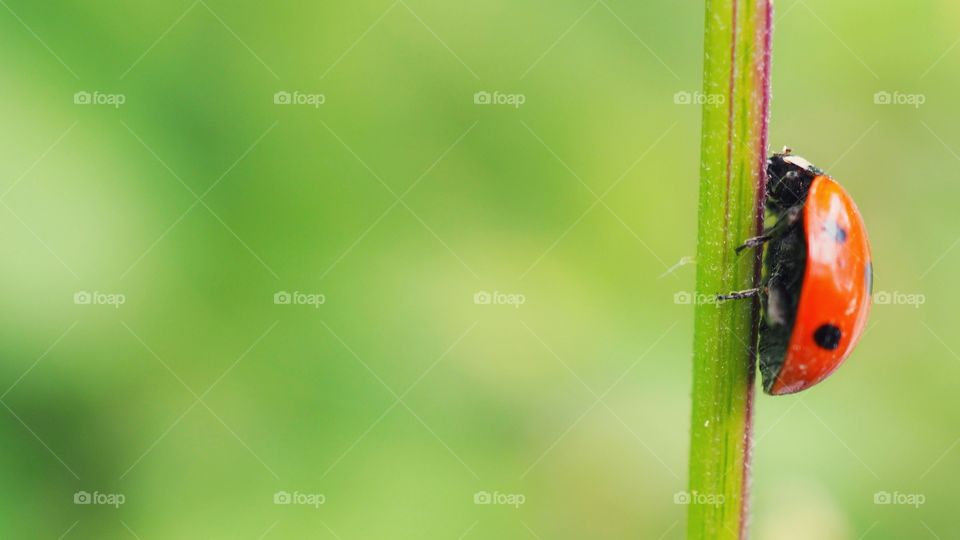 ladybug