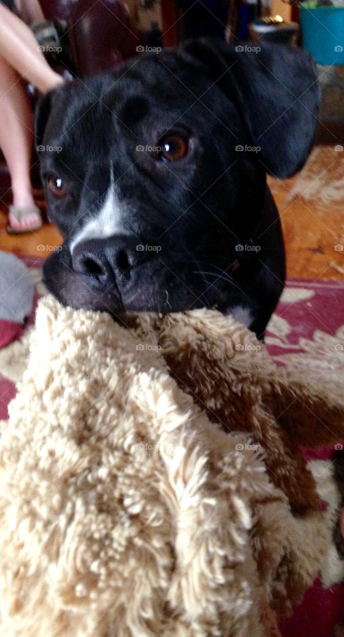 Puppy eyes . Play time 