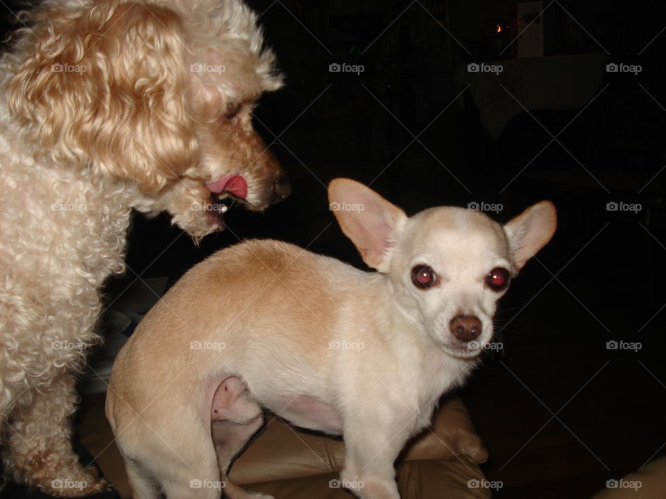Poodle kissing chiuawaha like mother & baby. It's a funny but loving photo.