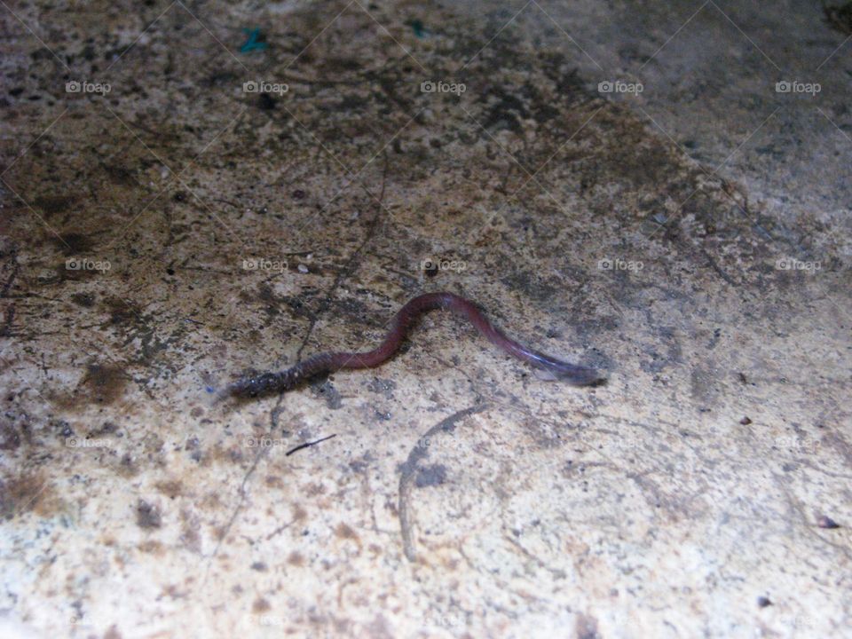 worms that crawl on the surface of dirty and wet soil