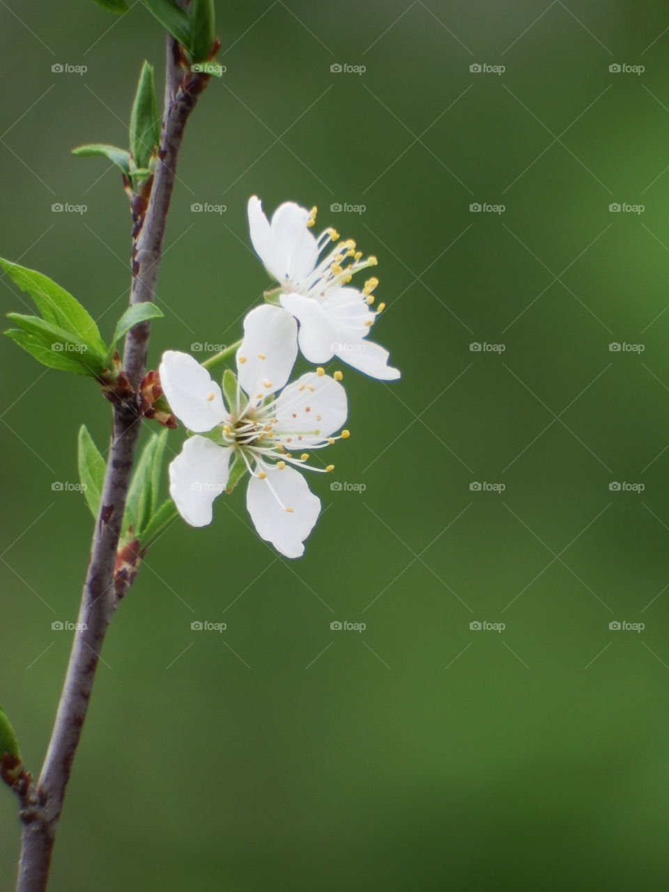 White tree blossoms on a single branch against a soft focus green background