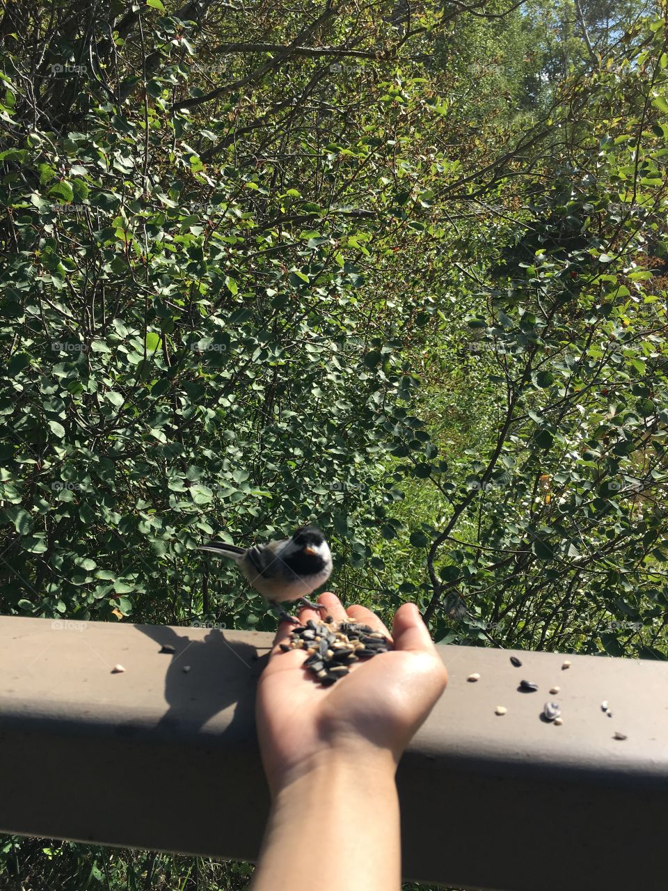 Tree, Outdoors, One, Bird, People