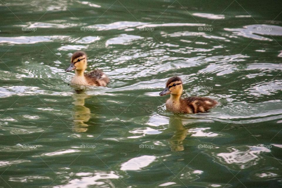 Mallard ducklings