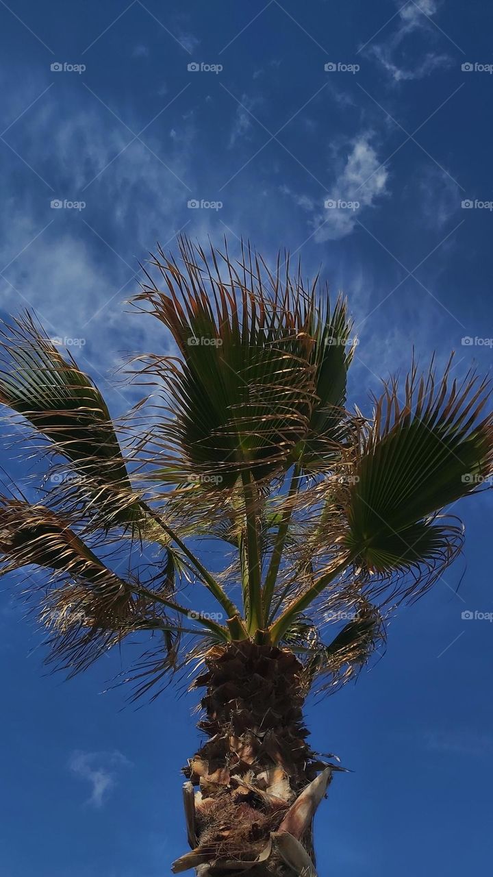 always under the palmtrees