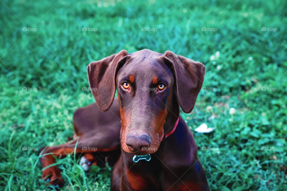 This Doberman loves making eye contact with the camera. Giving the world “love me eyes”