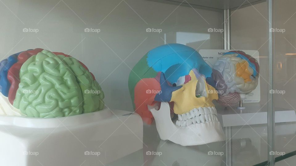 Cranial Anatomy Models