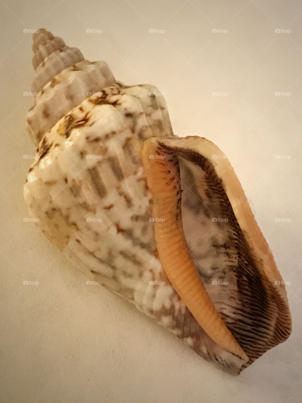 seashell