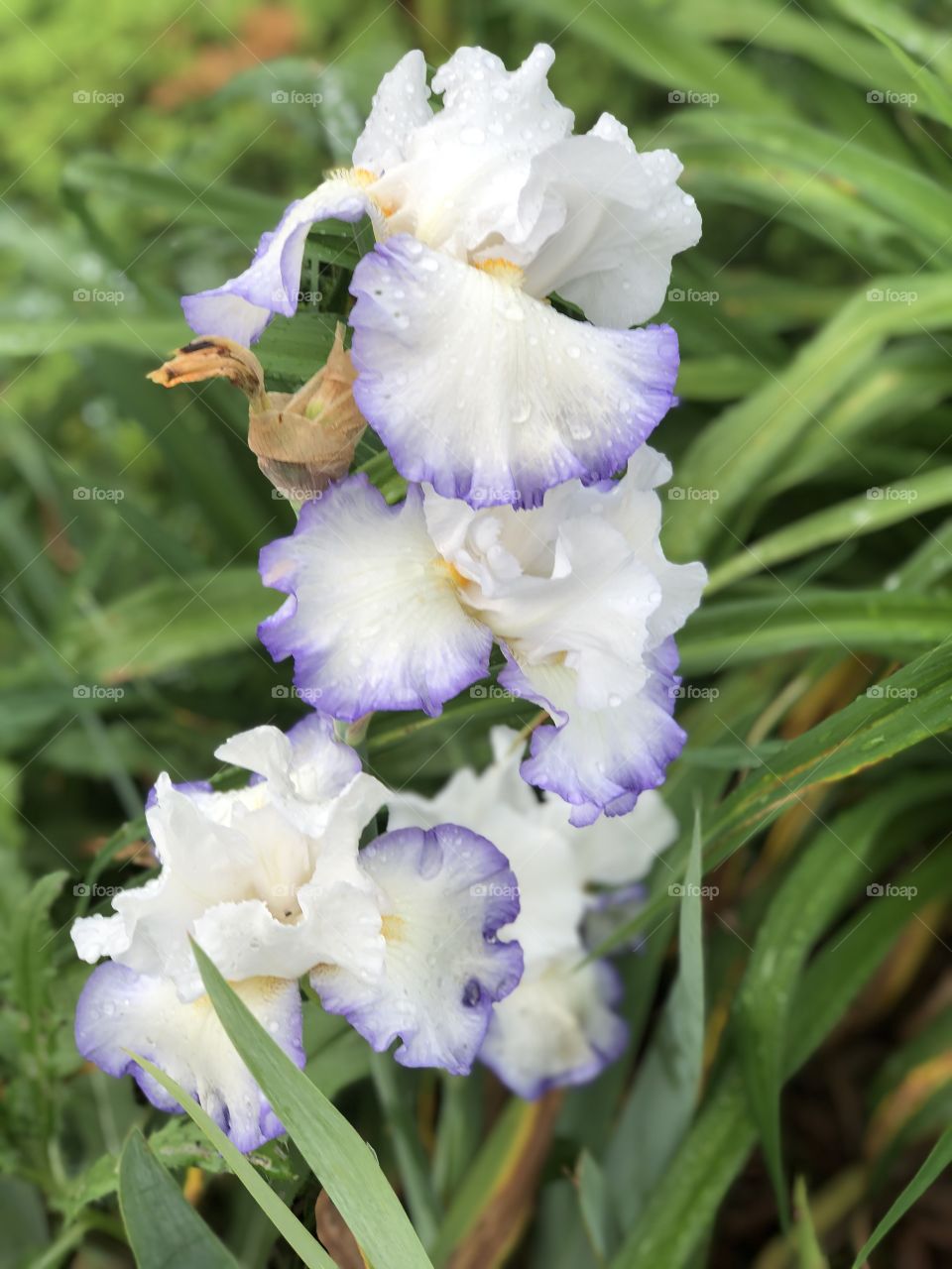 Beautiful natural flowers.