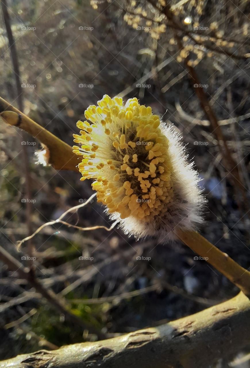 sunlit willow catkins