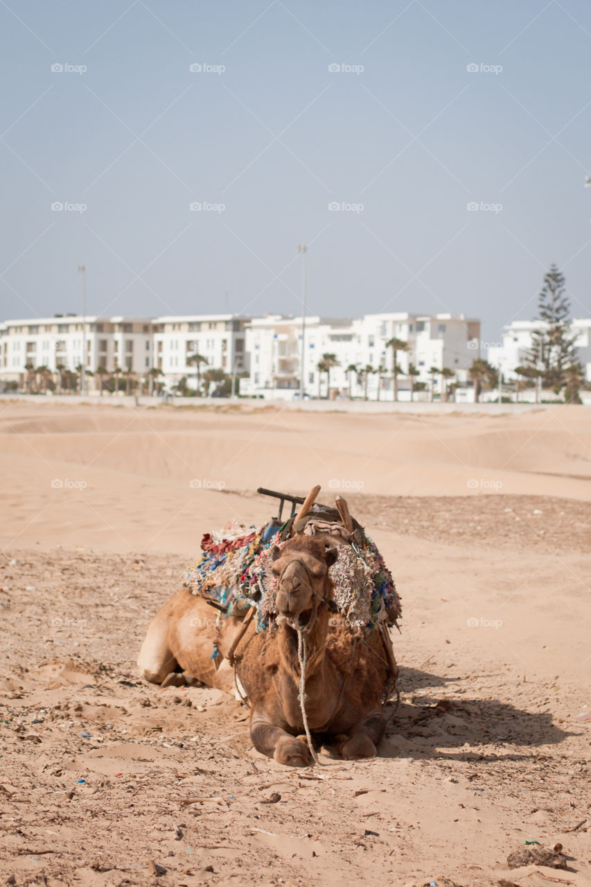 Camel on the beach in Essaouira   