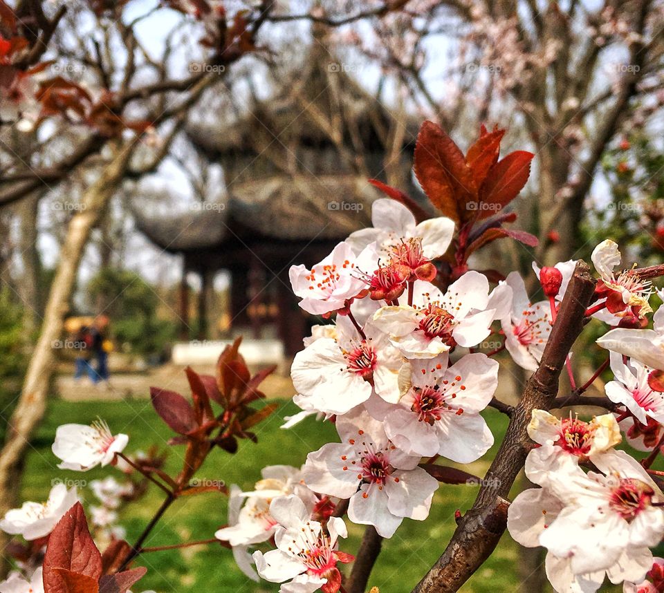 Cherry blossoms 
Garden city - Suzhou, China