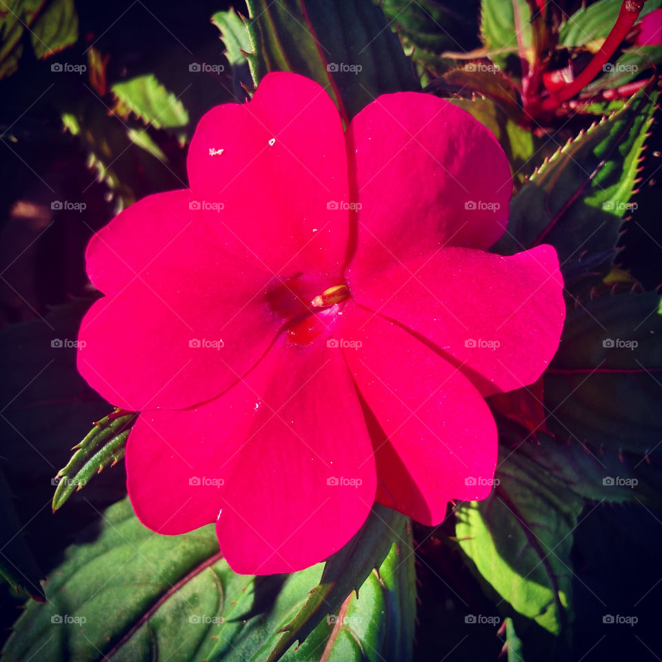 🌹 🇺🇸 Very beautiful flowers to brighten our day.  Live nature and its beauty. Did you like the delicate petals? / 🇧🇷 Flores muito bonitas para alegrar nosso dia. Viva a natureza e sua beleza. Gostaram das pétalas delicadas? 