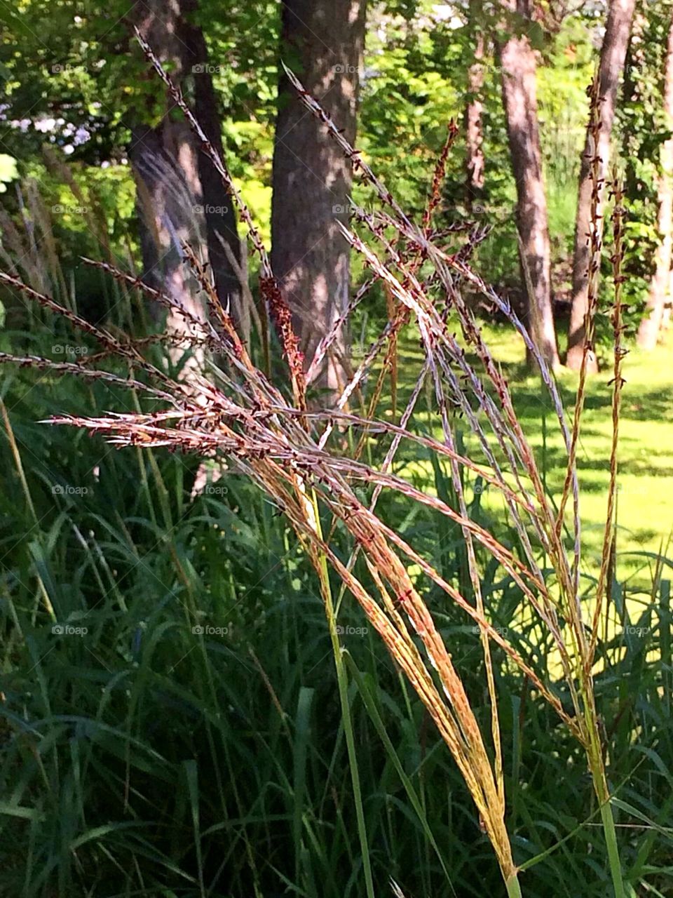 Trees and tall grass closeup 