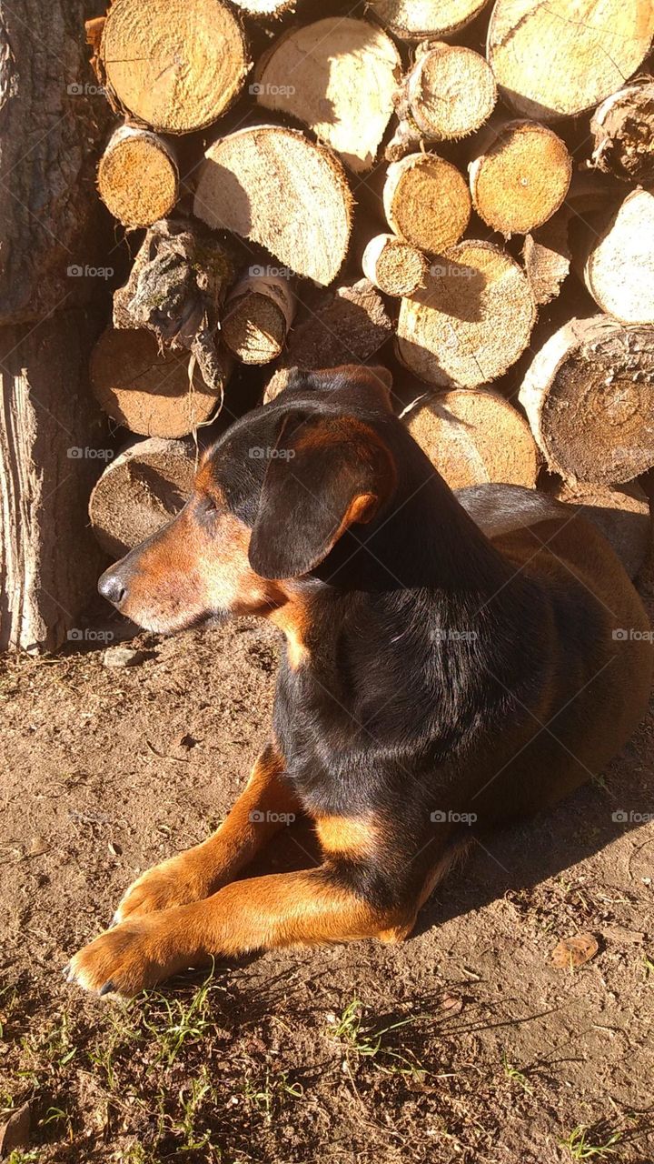 Tenderness Series:Pets