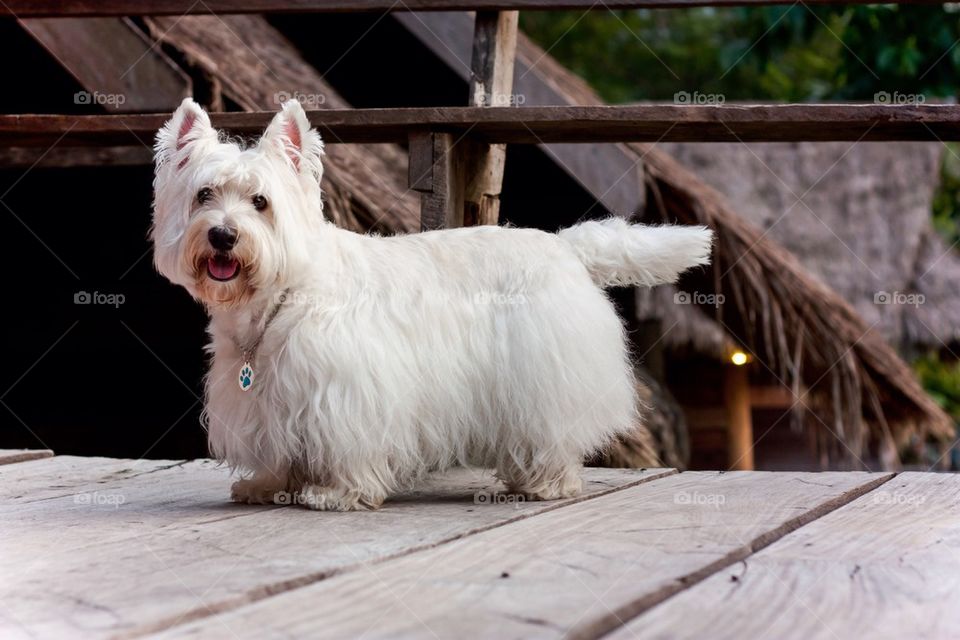 Westie dog stand in front of resort hut