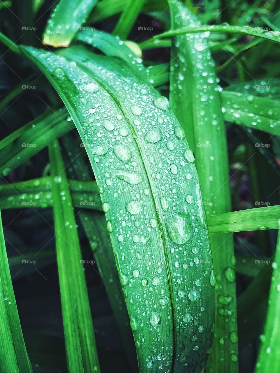 Beads of rain on leaves...