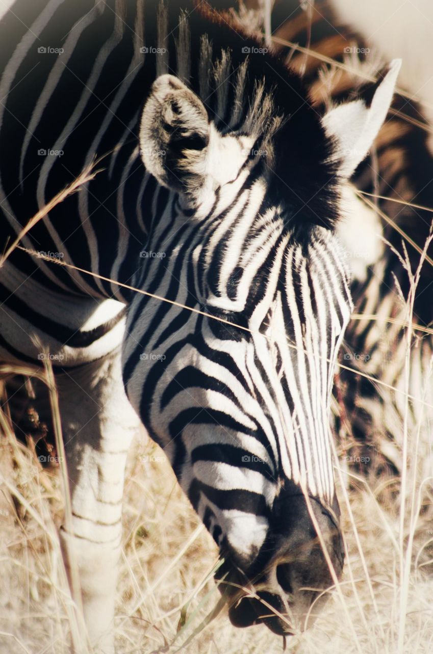 Zebra grazing.