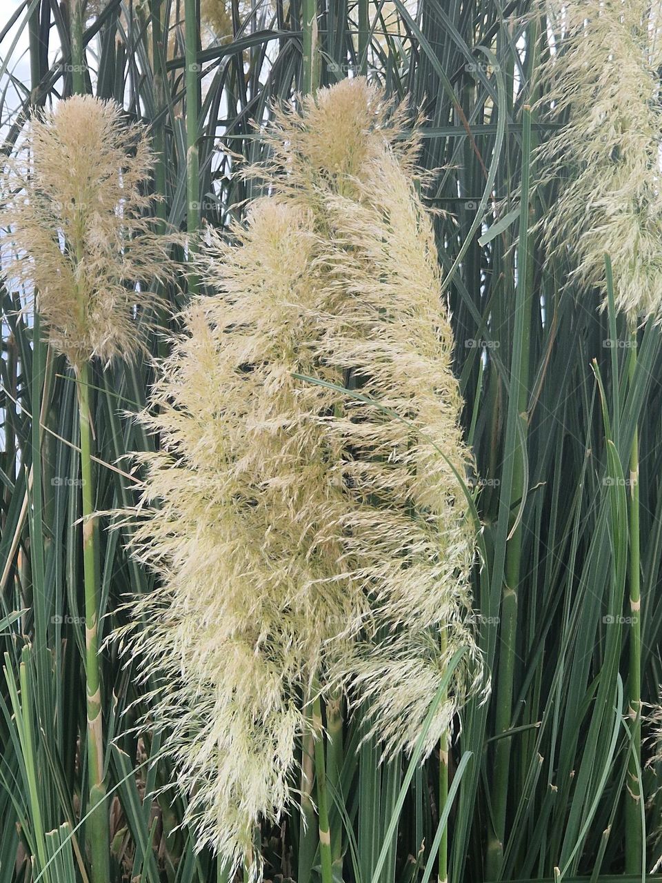 Pampas grass
