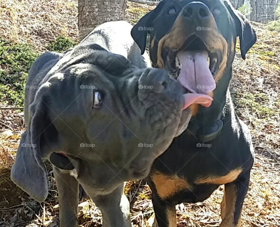 silly dogs